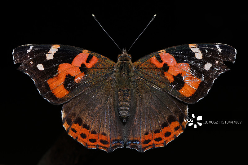 大红蛱蝶图片素材