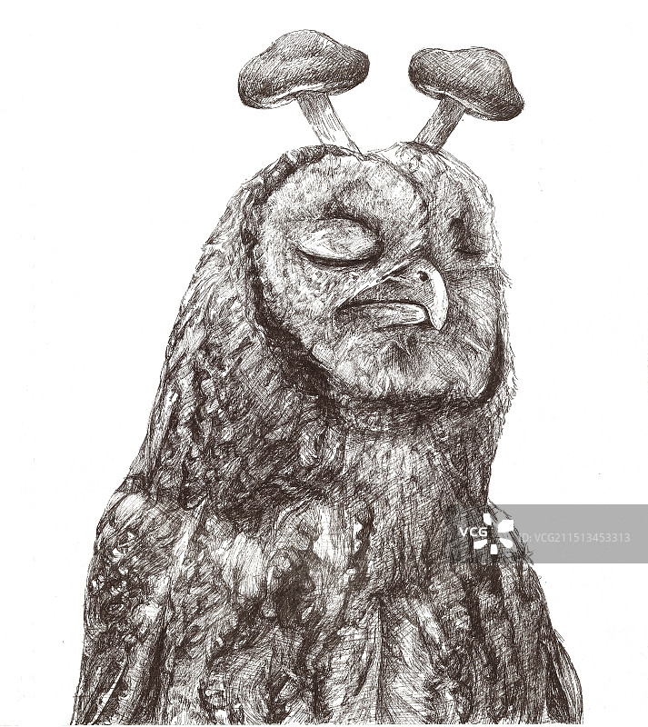 头顶香菇的猫头鹰图片素材