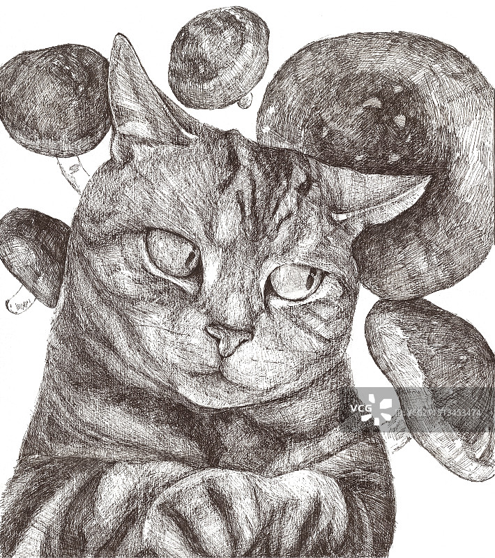 猫与香菇图片素材