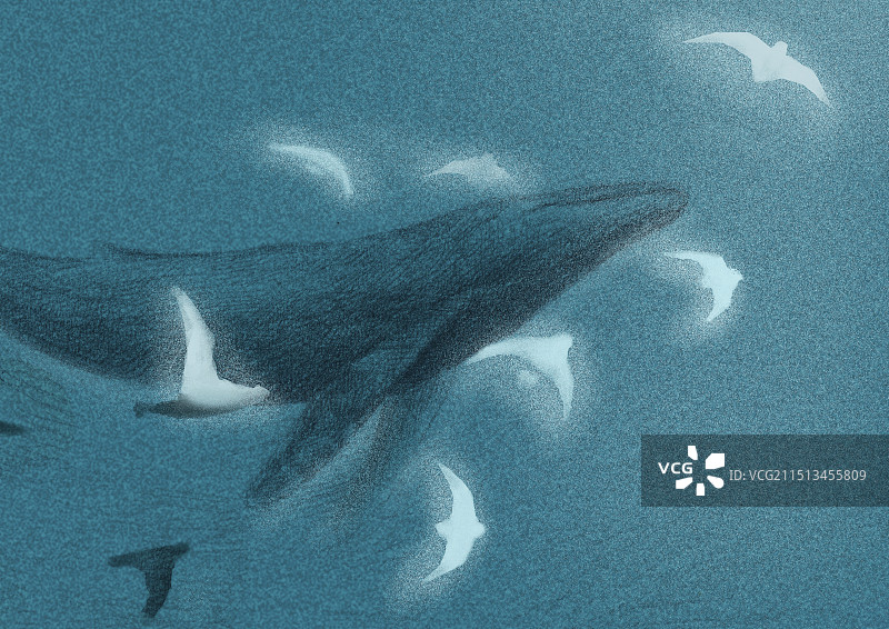 鲸鱼遨游图片素材