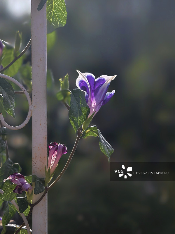 牵牛.桔梗雪花图片素材