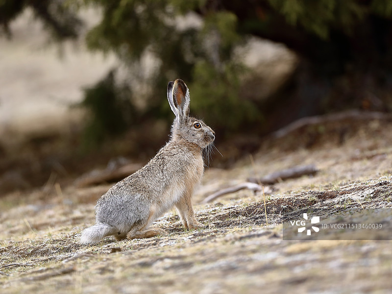 藏野兔图片素材