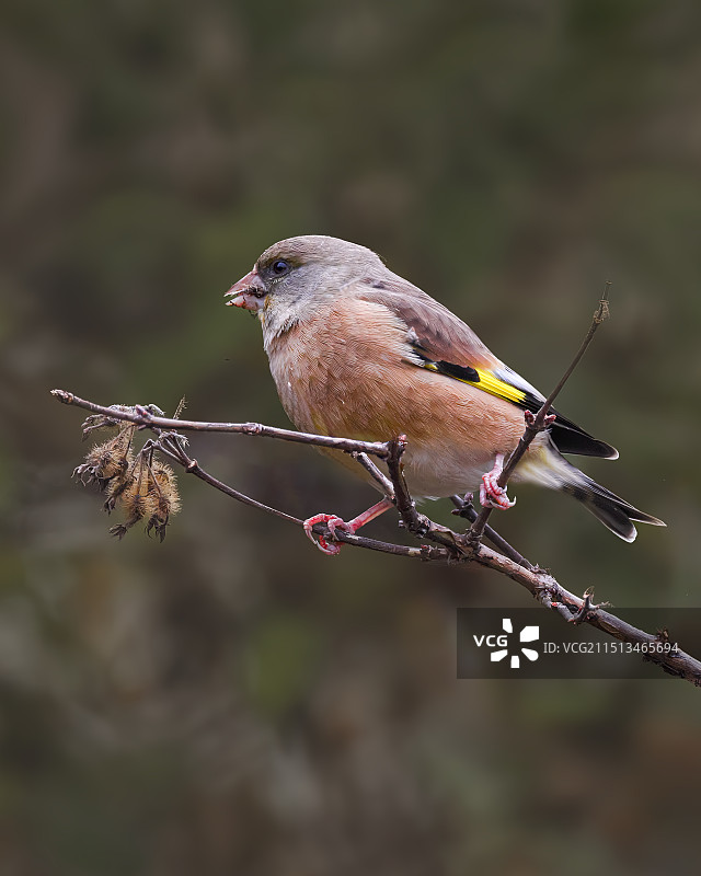 金翅雀图片素材