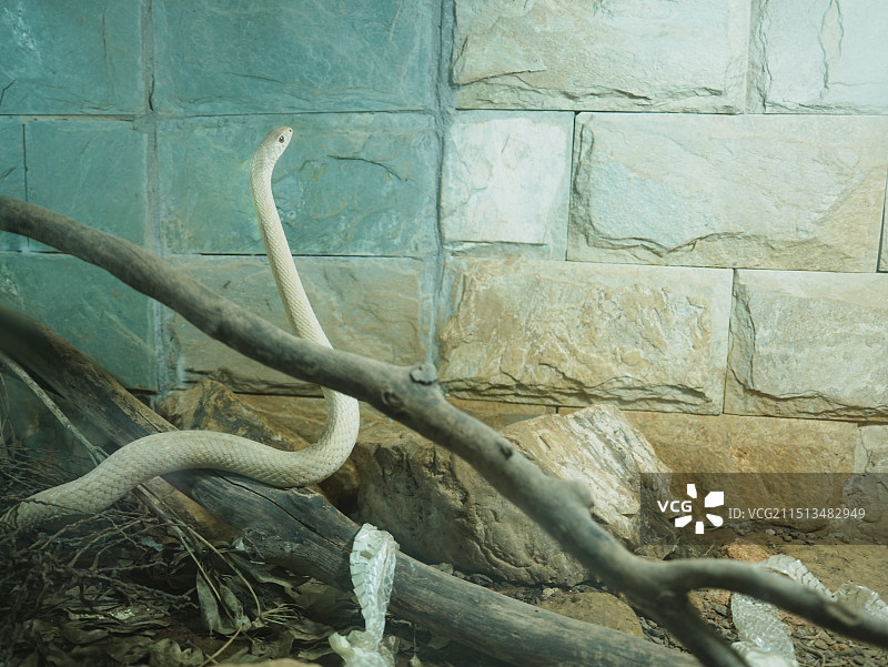 蛇蜕皮图片素材