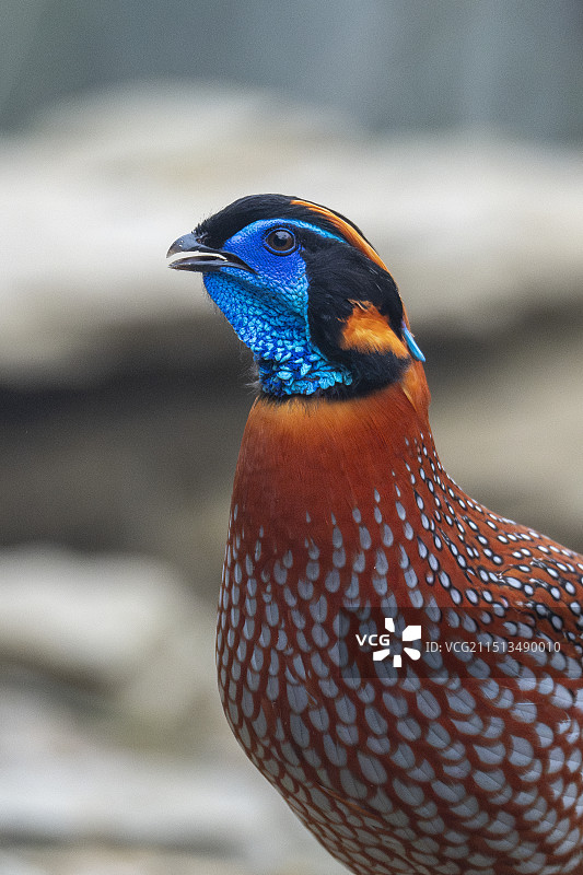 红胸角雉图片素材