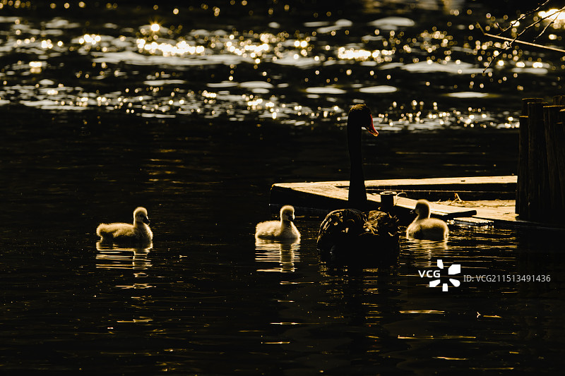 黑天鹅母子们图片素材