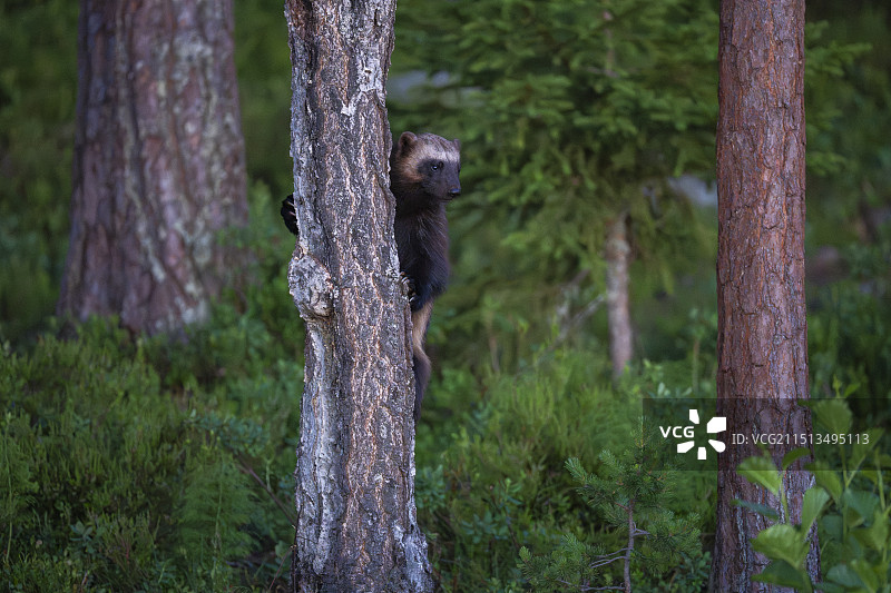 金刚狼图片素材