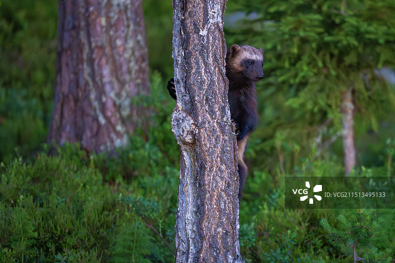 金刚狼图片素材