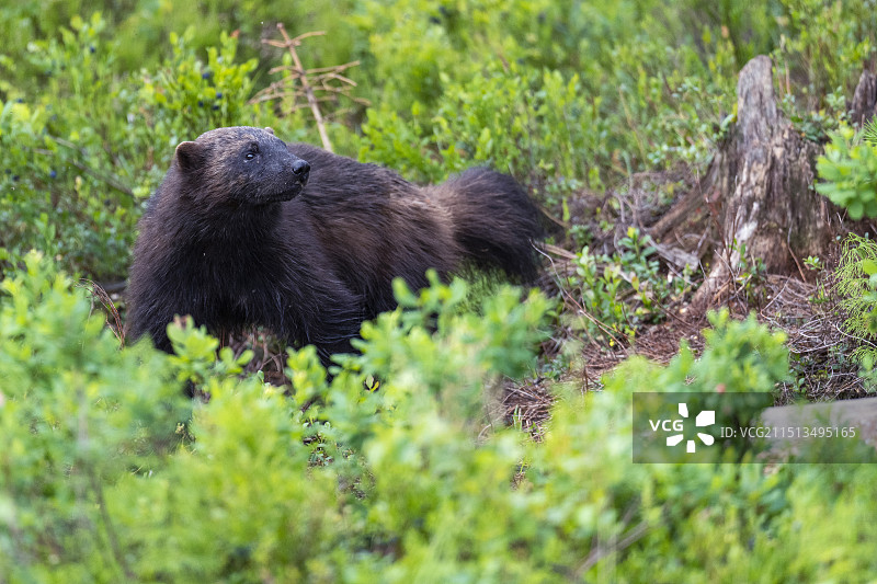 金刚狼图片素材