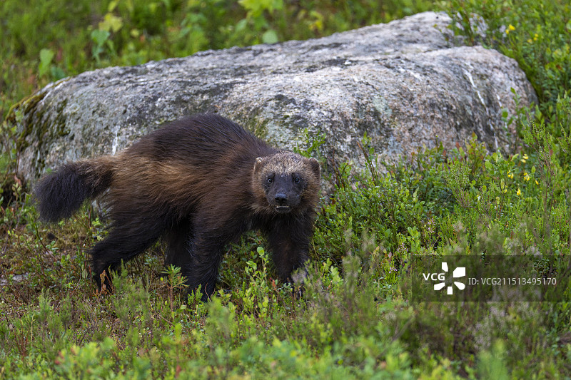 金刚狼图片素材