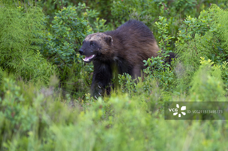 金刚狼图片素材