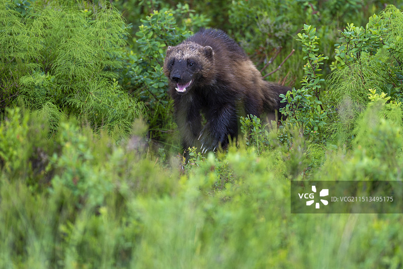 金刚狼图片素材