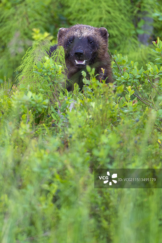 金刚狼图片素材