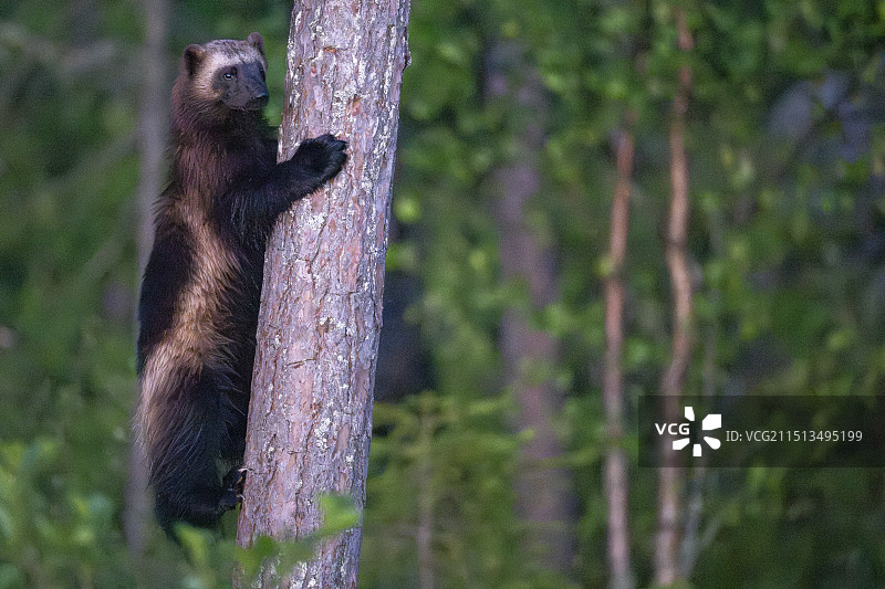 金刚狼图片素材
