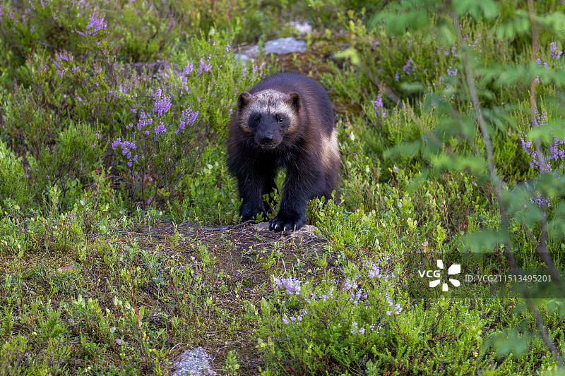 金刚狼图片素材