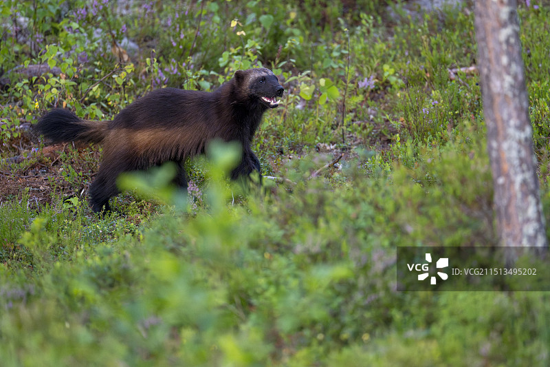 金刚狼图片素材