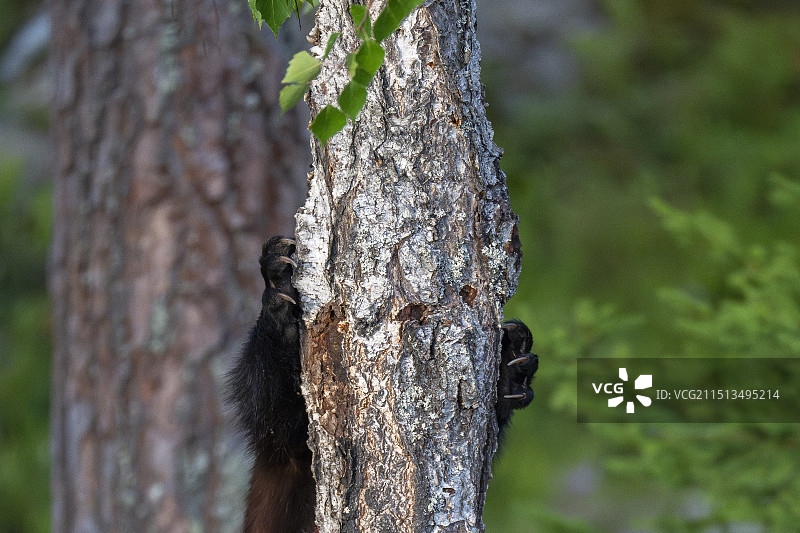 金刚狼图片素材