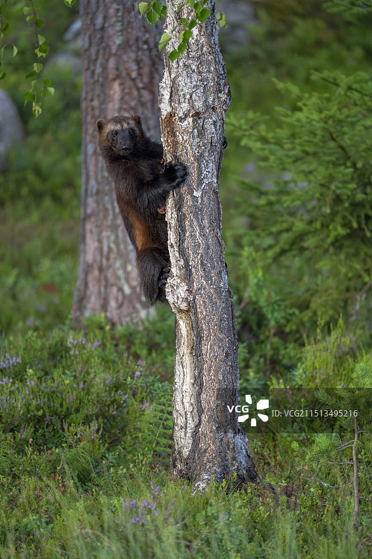 金刚狼图片素材