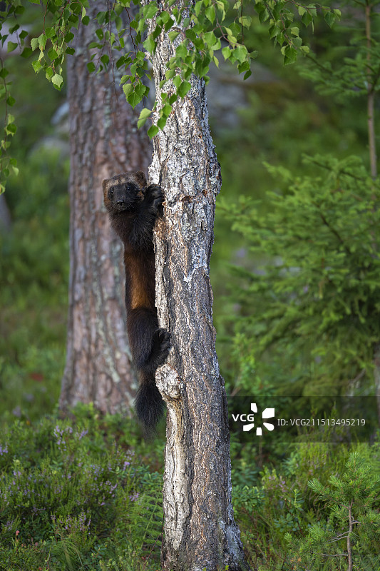 金刚狼图片素材