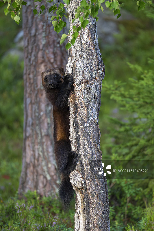 金刚狼图片素材