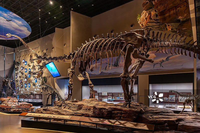 中国古动物馆(保定自然博物馆)晚侏罗世 新疆准噶尔盆地 中加马门溪龙 骨架标本图片素材