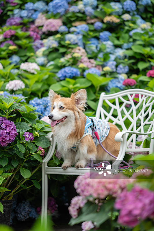 绣球花与蝴蝶犬图片素材