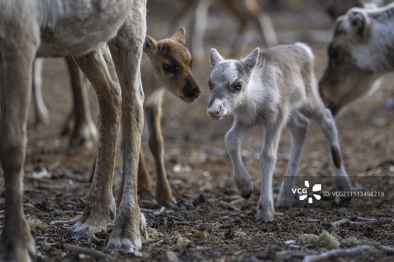 新生的驯鹿幼崽图片素材