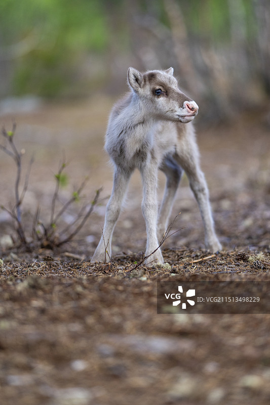 新生的驯鹿幼崽图片素材