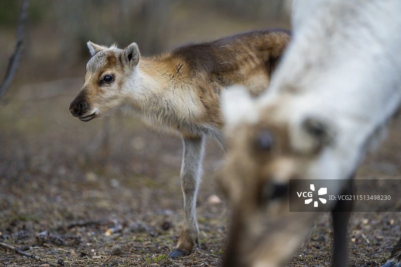 新生的驯鹿幼崽图片素材