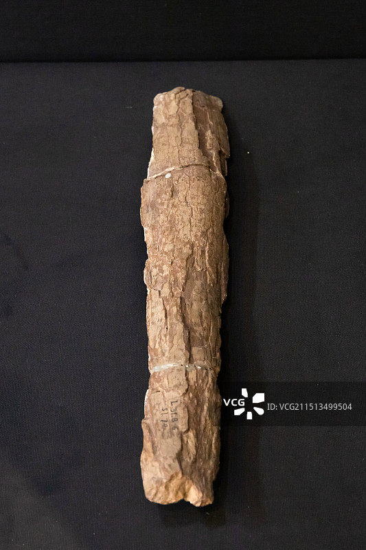 北京周口店遗址博物馆纳玛古菱齿象门齿第1地点出土中更新世图片素材