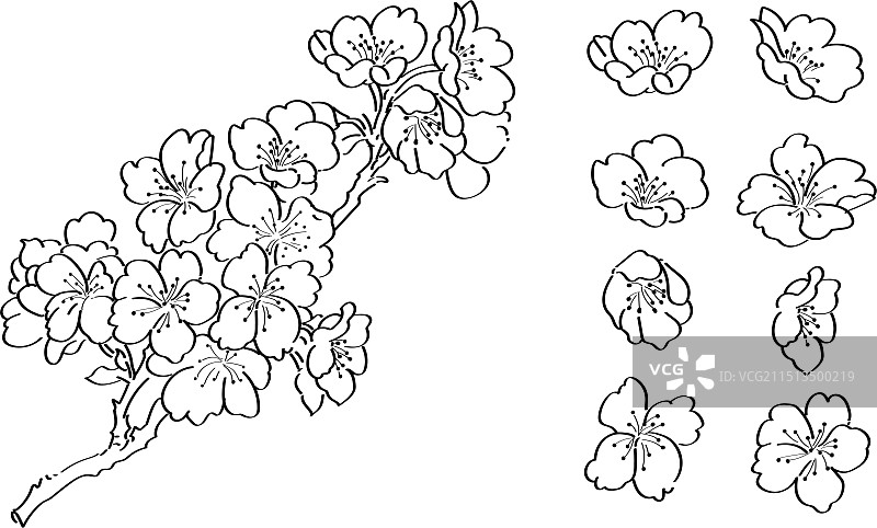 桃花樱花黑白矢量图ai线稿图片素材