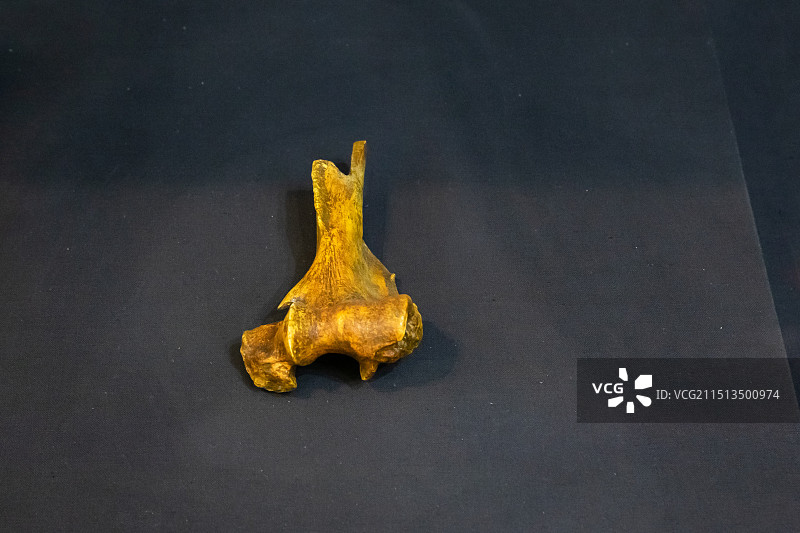 北京周口店遗址博物馆大熊猫肱骨远端第1 地点出土中更新世图片素材