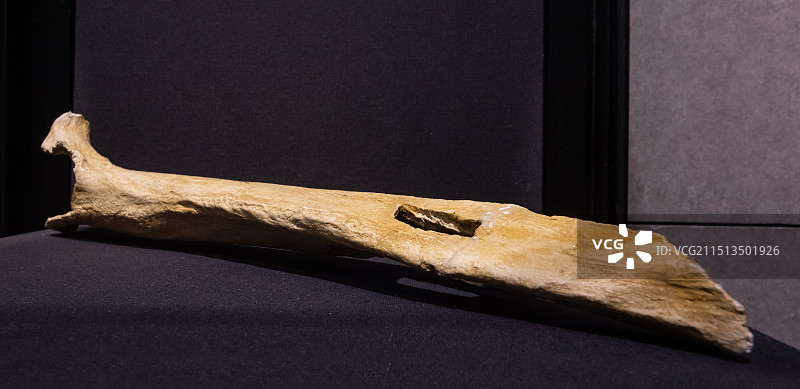 北京周口店遗址博物馆晚期智人肱骨第27地点出土晚更新世图片素材