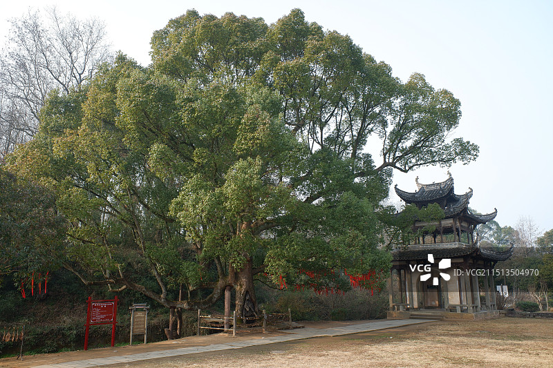 唐模 槐荫树图片素材