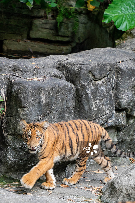 广州长隆动物园老虎小老虎图片素材