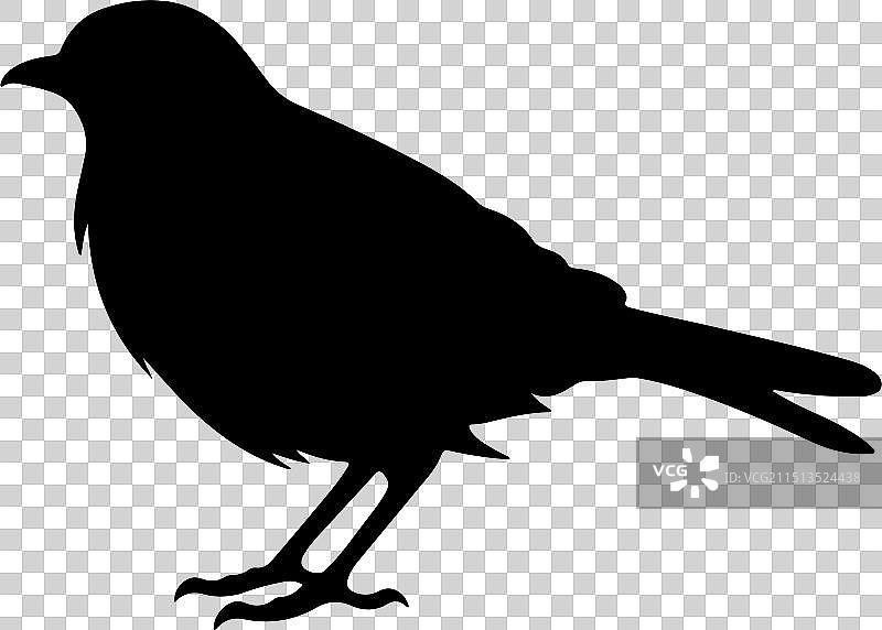 夜鹰鸟剪影白色背景图片素材