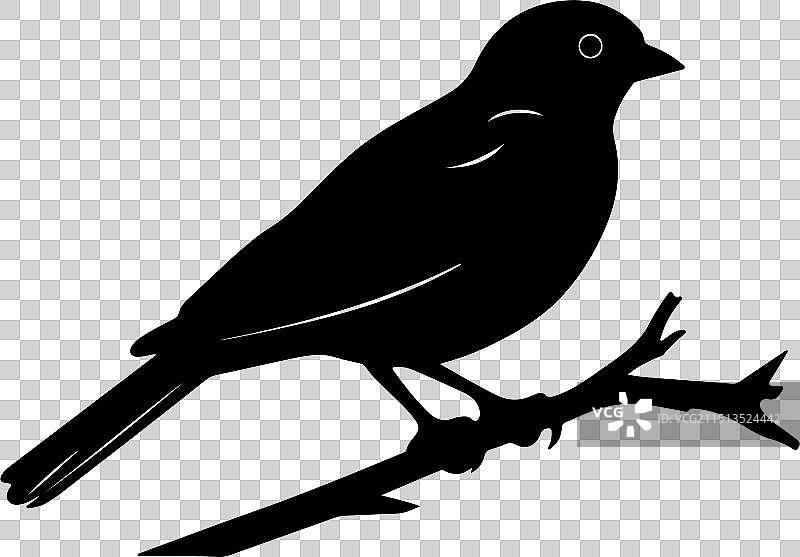 夜鹰鸟剪影白色背景图片素材