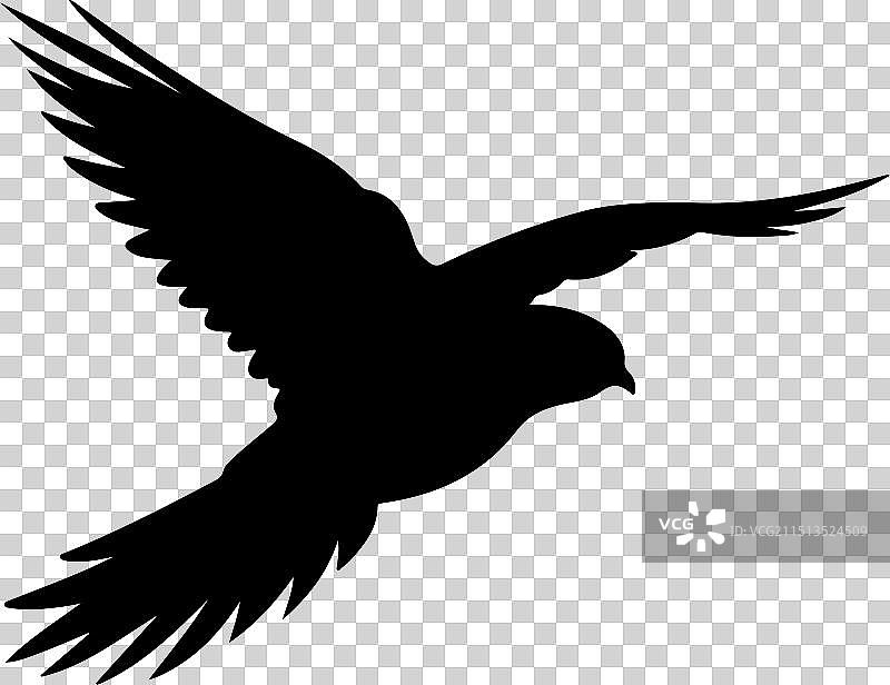 夜鹰鸟剪影白色背景图片素材