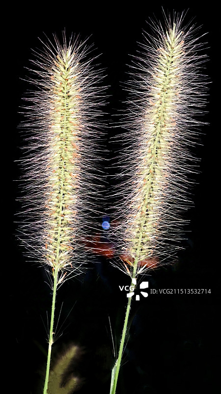 秋夜狼尾草图片素材