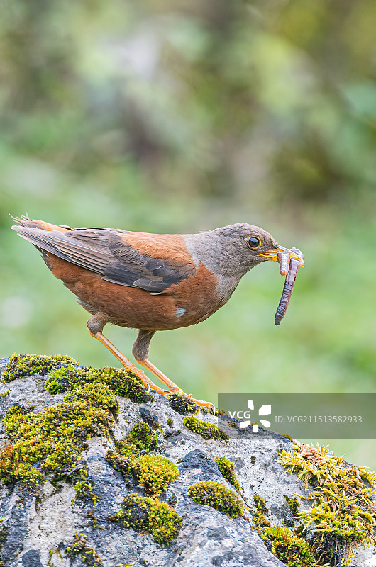 肥美的大条蚯蚓～～灰头鸫图片素材