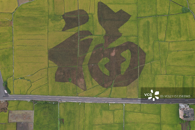 航拍丰收的稻田图片素材