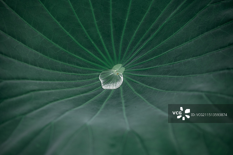 荷叶上的水珠图片素材