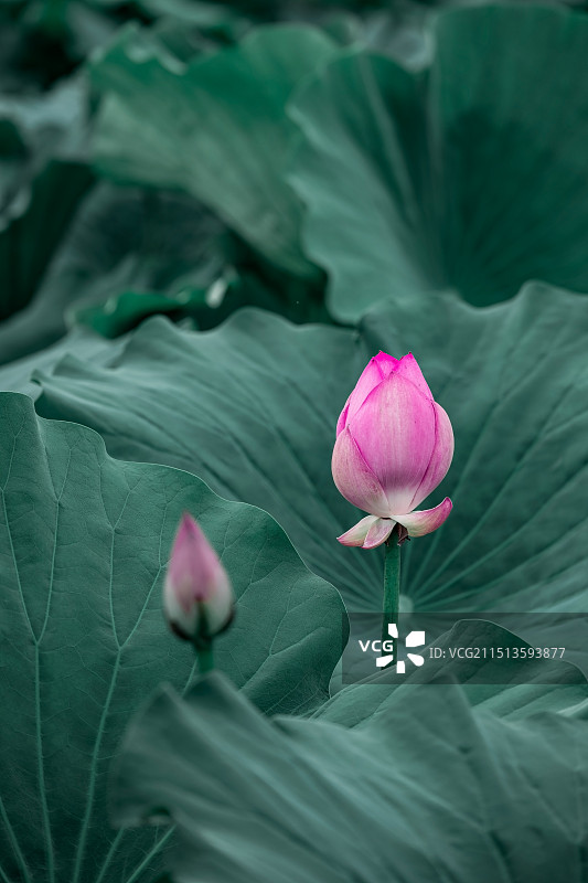 夏天荷花绿色背景图片素材