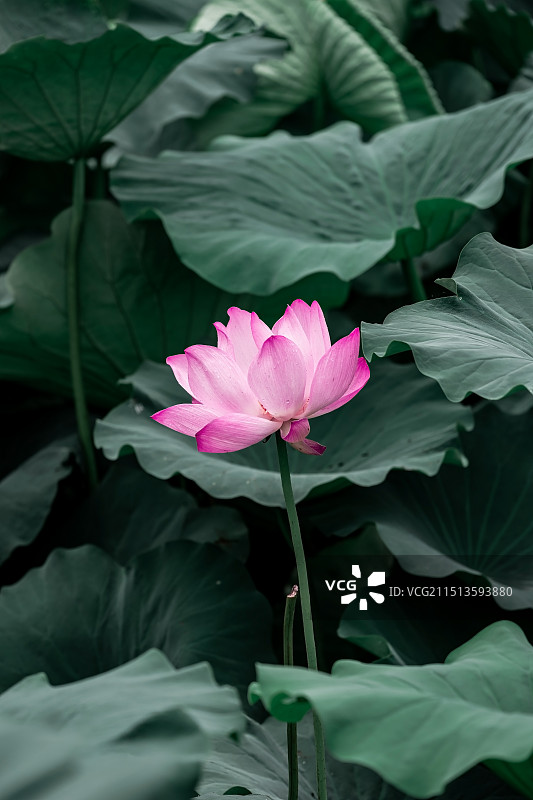 夏天荷花绿色背景图片素材