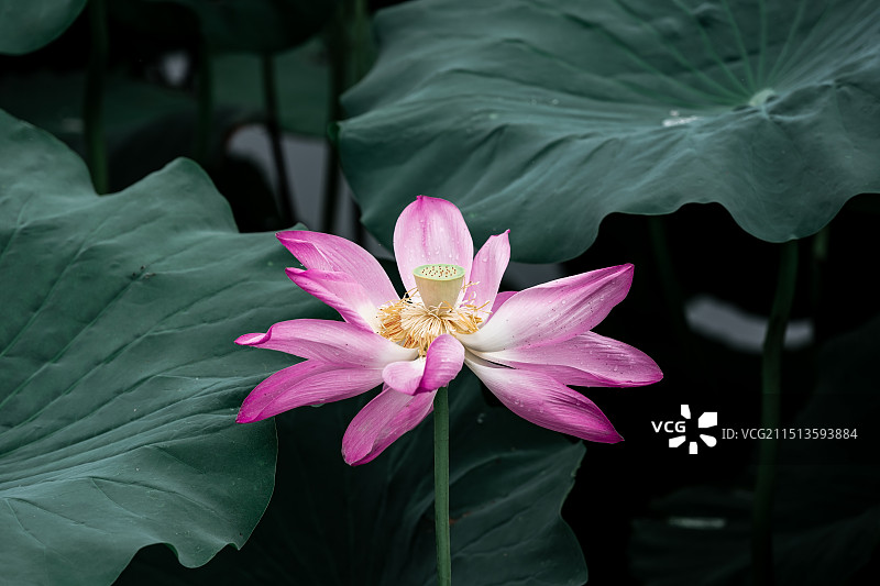 夏季荷塘里的荷花特写图片素材