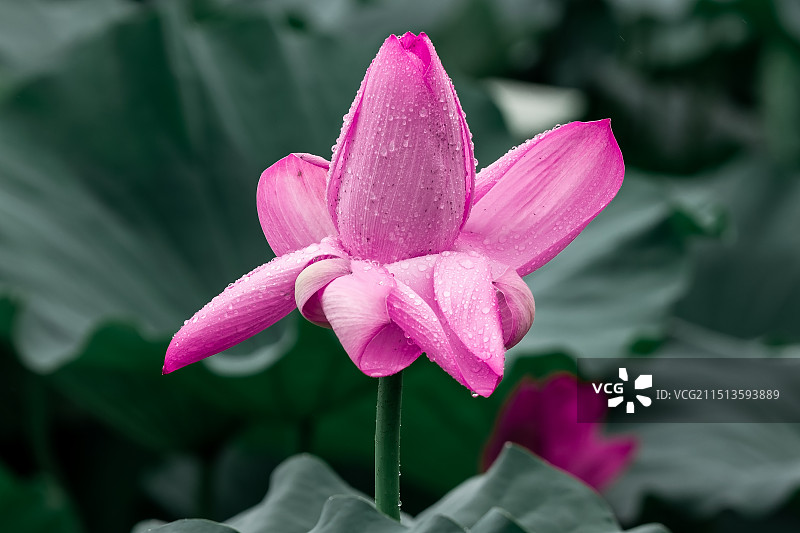 夏季荷塘里的荷花特写图片素材