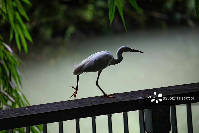成都浣花溪鸟类图片素材