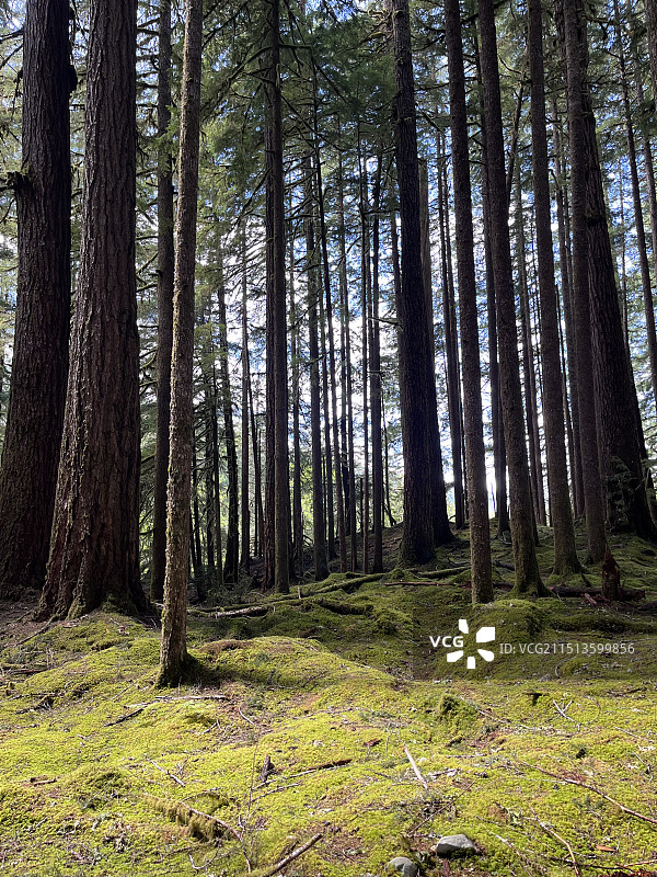 奥林匹斯原始森林图片素材