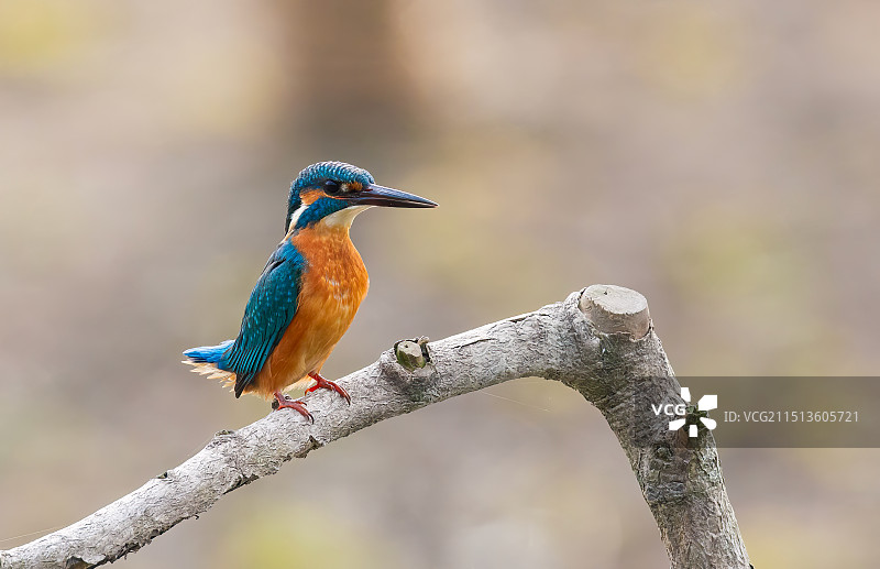萌萌的小翠鸟立枝头，翘尾巴准备起飞...图片素材