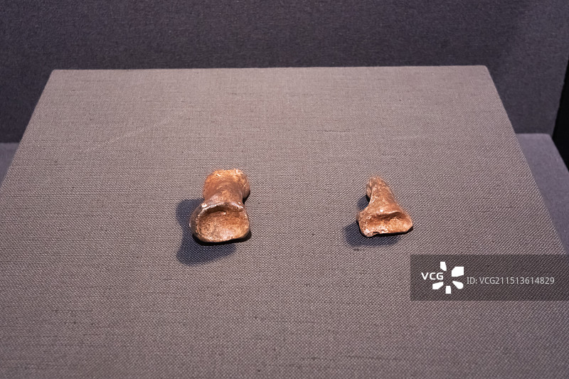 北京周口店遗址博物馆晚期智人趾骨第27地点出土晚更新世图片素材